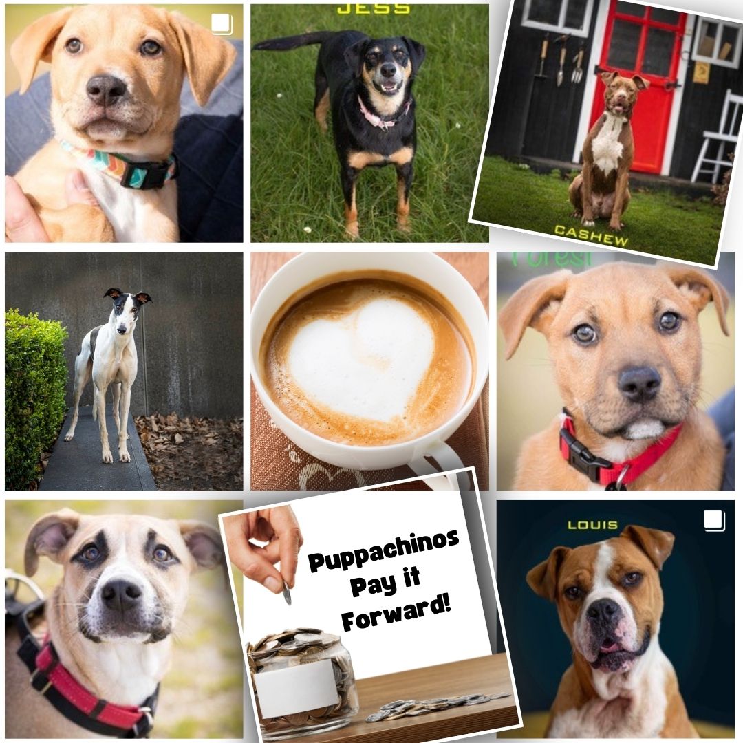 Puppy Collage Gallery Grid